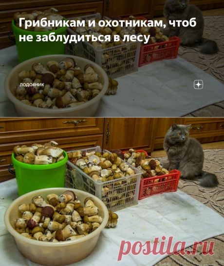 Грибникам и охотникам, чтоб не заблудиться в лесу | Лодочник | Яндекс Дзен