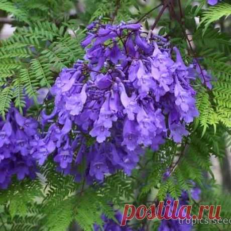 Jacaranda mimosifolia - Жакаранда Мимозолистная Жакаранда - эффектное тропическое дерево семейства Бегониевые. Является одним из излюбленных декоративных элементов оформления улиц, площадей и сквериков в Аргентине и Буэнос-Айресе. В доме её можно выращивать как бонсай или невысокое деревце.