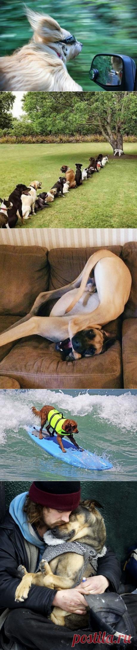 Собаки и их житейская мудрость