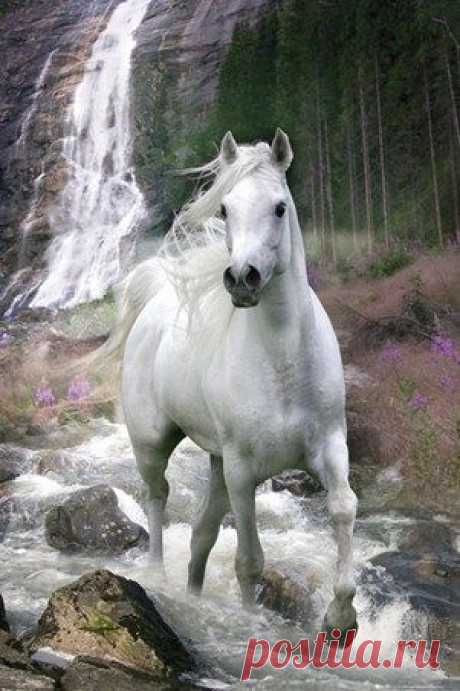 Beautiful horse!  -  Источник:  popartuk.com  |  Pinterest • Всемирный каталог идей