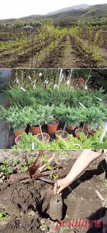 Как выбрать и когда сажать саженцы плодовых деревьев | Дача - впрок