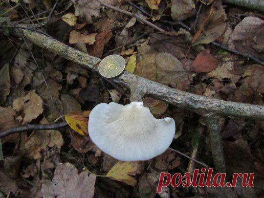 Один день грибника-научного сотрудника: odin_moy_den
вешенка лёгочная (Pleurotus pulmonarius).