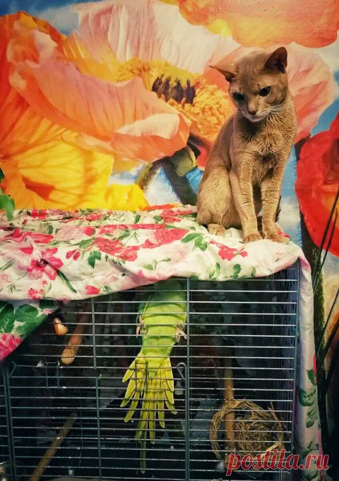 Уже несколько лет я фоткаю смешные и необычные выражения морды моего кота и его весёлые позы. Вы точно улыбнетесь | Блог мобильного фотографа | Яндекс Дзен