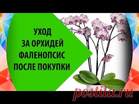Орхидея Фаленопсис: Уход После Покупки