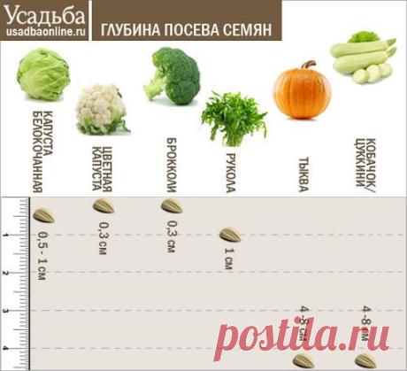 Усадьба | Огородник : Секреты успешного выращивания рассады овощей