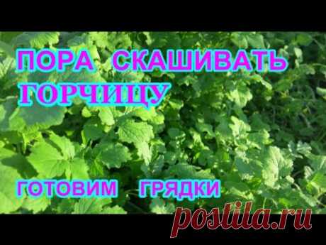 ПОРА СКАШИВАТЬ ГОРЧИЦУ. Готовим грядки   к  посадки.TIME TO DOWN THE MUSTARD