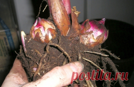 Искушения дачника - Садоводка