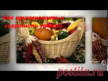Любимая дача, сад и огород - YouTube