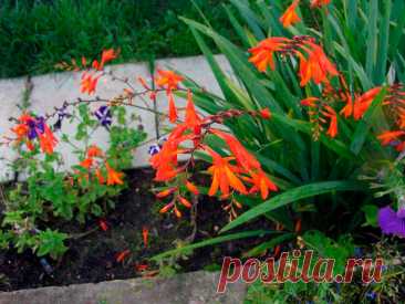 Многолетний садовый цветок Крокосмия (Crocosmia). Клубнелуковичный многолетник, напоминающий гладиолус: с узкими мечевидными листьями, высокими разветвленными цветоносами и яркими оранжево-красными цветками, 3-5 см в поперечнике. Цветет с июля по сентябрь.