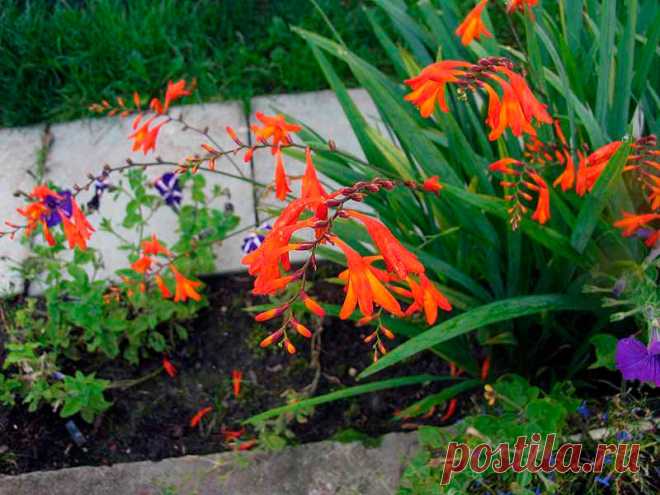 Многолетний садовый цветок Крокосмия (Crocosmia). Клубнелуковичный многолетник, напоминающий гладиолус: с узкими мечевидными листьями, высокими разветвленными цветоносами и яркими оранжево-красными цветками, 3-5 см в поперечнике. Цветет с июля по сентябрь.