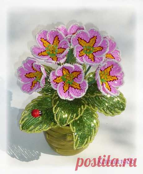 biser.info_61766_primula_1399834039.jpg (694×845)