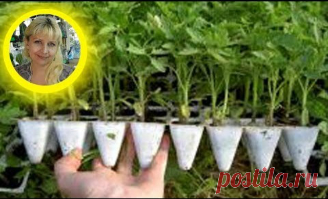 ТОМАТЫ РАСТУТ В 2 РАЗА БЫСТРЕЕ ! УСКОРЕНИЕ РОСТА РАССАДЫ ! Секретный метод, все в шоке