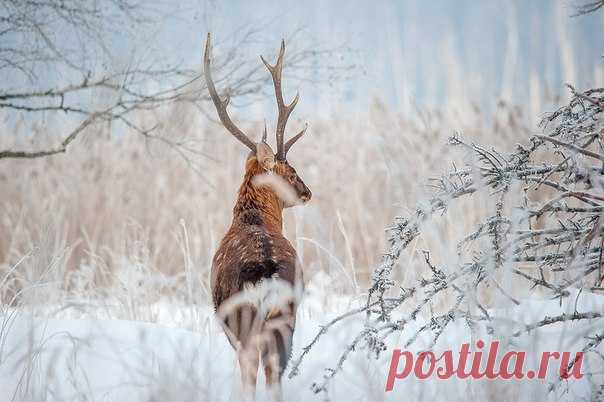 Московская область. Автор фото: Ivan Tolstov.