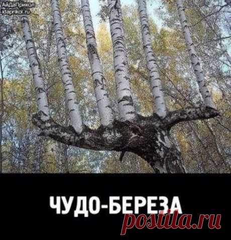 getImage (350×364)