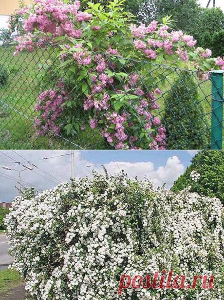 Дейция – восточная красавица, посадка и уход | Самоцветик