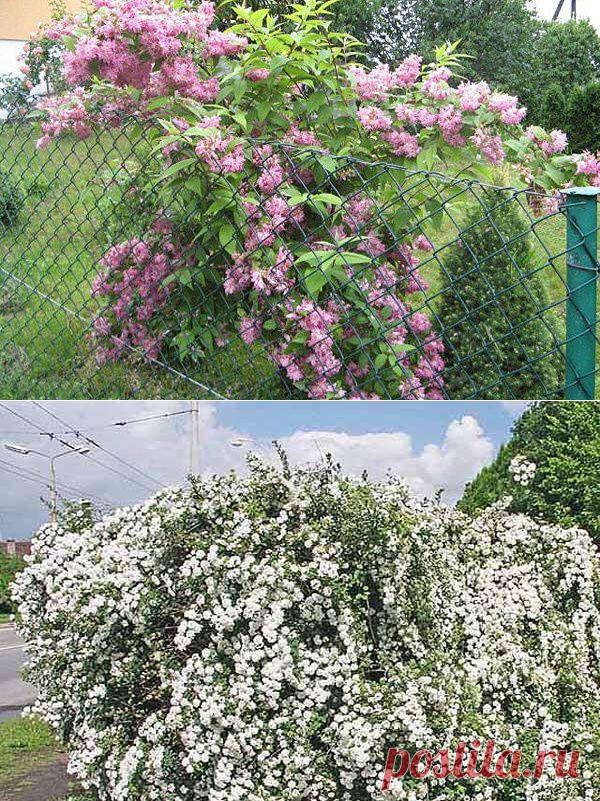 Дейция – восточная красавица, посадка и уход | Самоцветик