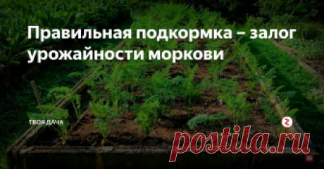 Правильная подкормка – залог урожайности моркови Морковь можно встретить на многих огородах. Несмотря на требовательность корнеплода к уходу, обеспечив ему качественный полив, подкормку, проводя прореживание, рыхление, прочие процедуры, можно добиться высокой урожайности вкусных, здоровых плодов правильной формы. Особое внимание уделяется вносимым удобрениям.
Особенности процедуры. Выращивая морковь, избегайте внесение навоза в процессе роста ра