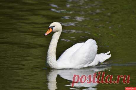 Фото: Лебедь. Фотограф Константин Анисимов. Фото животных - Фотосайт Расфокус.ру