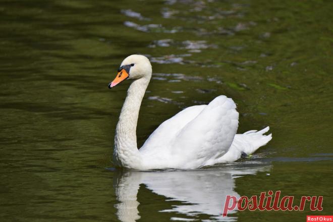 Фото: Лебедь. Фотограф Константин Анисимов. Фото животных - Фотосайт Расфокус.ру