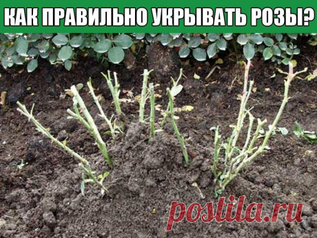 КАК ПРАВИЛЬНО УКРЫВАТЬ РОЗЫ?УКРЫВАЕМ РОЗЫ... МАСТЕР-КЛАСС