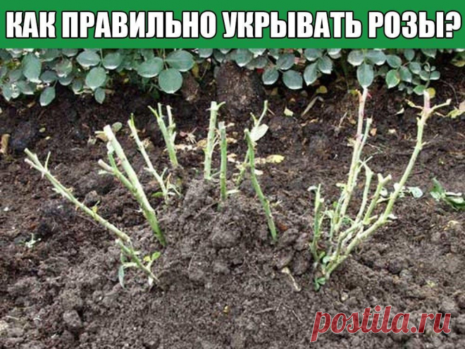 КАК ПРАВИЛЬНО УКРЫВАТЬ РОЗЫ?УКРЫВАЕМ РОЗЫ... МАСТЕР-КЛАСС