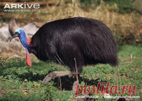 arkive animals - Поиск в Google