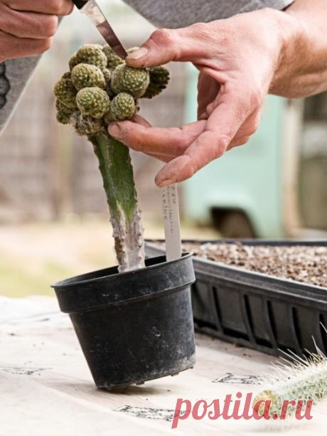 Кактус — интересное растение