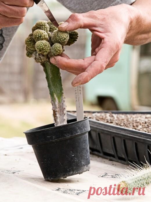 Кактус — интересное растение