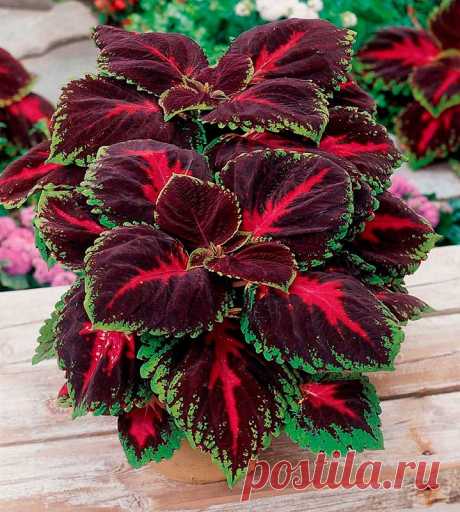 Комнатное растение Колеус (Coleus). Многолетнее неприхотливое травянистое растение семейства Губоцветные высотой около 35-70 см. Колеус выращивают из-за его пестрых расписных листьев, напоминающих листья кротона, - они не теряют своей декоративности в течение круглого года. Обычно колеус культивируют как однолетнее растение, которое легко выращивается из семян или черенков. Цветение начинается поздней весной или летом. Цветки мелкие, голубоватые, собранные в колосовидное соцветие.