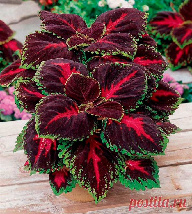 Комнатное растение Колеус (Coleus). Многолетнее неприхотливое травянистое растение семейства Губоцветные высотой около 35-70 см. Колеус выращивают из-за его пестрых расписных листьев, напоминающих листья кротона, - они не теряют своей декоративности в течение круглого года. Обычно колеус культивируют как однолетнее растение, которое легко выращивается из семян или черенков. Цветение начинается поздней весной или летом. Цветки мелкие, голубоватые, собранные в колосовидное соцветие.