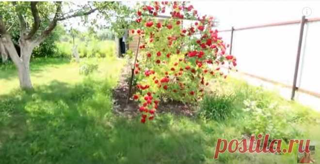 Дом моей мечты (скорее баня моей мечты) Друзья, у нас есть родственники, которые живут за городом.У них прекрасный розарий, много лилий, голуби, огромный кирпичный дом и также совсем недавно они построили баню и к нему пристрой.Вот такие розы у них есть:Но хозяин коллекционирует, их у него больше 50 сортов, немного покажу в...