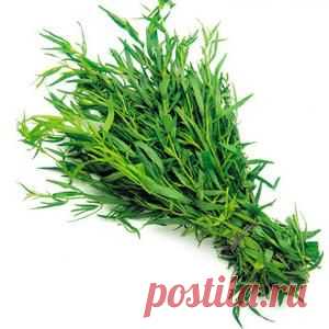 Заготовка эстрагона