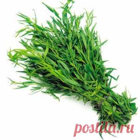 Заготовка эстрагона