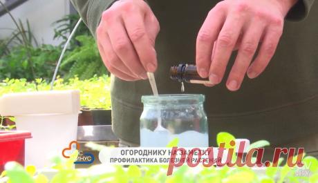 Новости: Эфирные масла помогут бороться с болезнями растений. Эмульсия от Ивана Русских