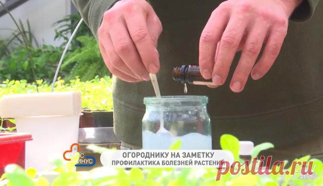 Новости: Эфирные масла помогут бороться с болезнями растений. Эмульсия от Ивана Русских