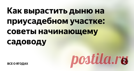 Как вырастить дыню на приусадебном участке: советы начинающему садоводу Заготавливать грядки для посадки дынь нужно с осени. Все сорняки, скошенную траву укладываем на почву, сверху прикрываем землёй. Грядка не должна находиться под деревьями или в тени. Для тяжелой глинистой земли нужно вносить песок.
Лучше если будут над грядкой металлические или другие дуги для полиэтилена или для ткани от заморозков. При интенсивных дождях натягивают плёнку и оставляют торцы для п