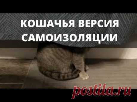 Где Прячется Кот. Кошачья Версия Самоизоляции. Прикол.