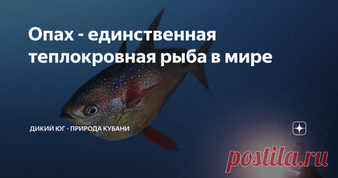 Опах - единственная теплокровная рыба в мире В школе нас учат, что птицы и млекопитающие - теплокровные, а рептилии, земноводные и рыбы - хладнокровные. Но существует рыба, в жилах которой течет теплая кровь, это опах. Открыли это чудо природы недавно, в 2015 году в журнале Science, исследователи из Национального управления океанических и атмосферных исследований (NOAA) опубликовали статью, где описывали уникальный механизм, который позволяет опаху, глубоководной хищной ры...