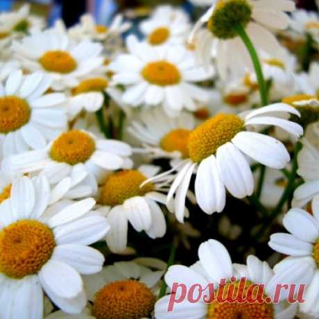 Юнна Мориц. Какая тонкая работа — cчастливым сделать хоть кого-то...