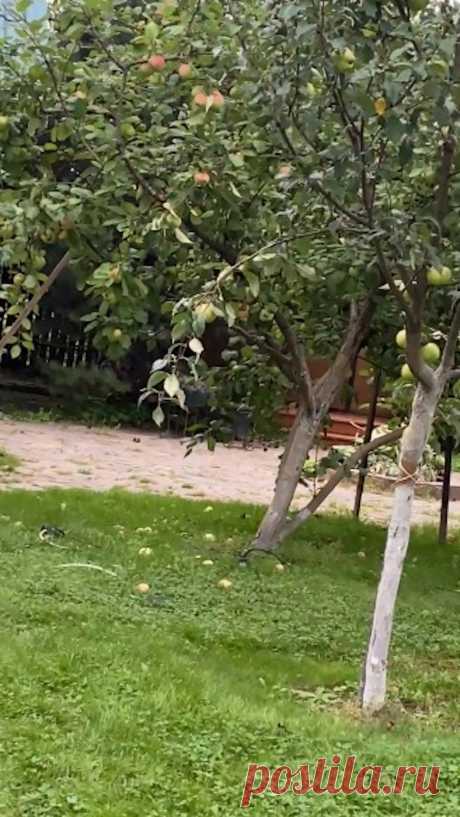 Урожай в саду!