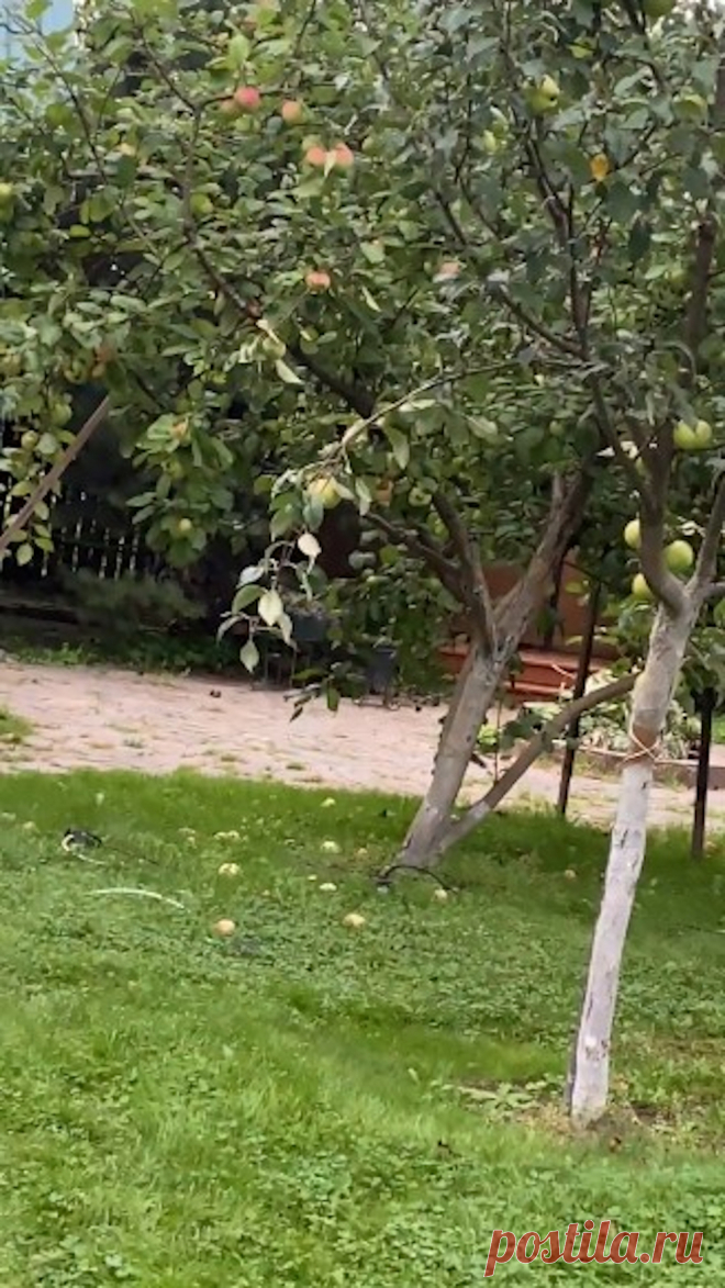 Урожай в саду!