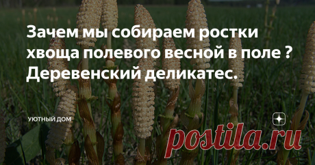Зачем мы собираем ростки хвоща полевого весной в поле ? Деревенский деликатес. Всем доброго дня !
Уже наступила весна. И как только сойдёт последний снег и пригреет солнышком ближайшие поля и опушки, наша семья поедет на сбор деревенского деликатеса.
Название у этого деликатеса - хвощ полевой. Но собирают только молодые ростки, которые называют пистиками или пестиками. В разных областях говорят по-разному. У нас их называют пистиками.
Пистики собираю обычно в мае.