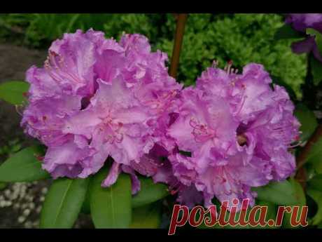 Рододендрон вечнозеленый "Alfred" | Rhododendron "Alfred" - YouTube