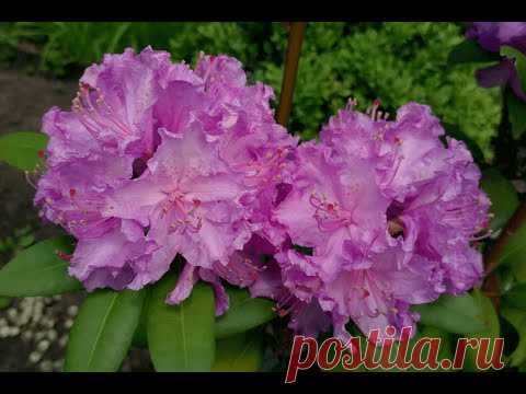 Рододендрон вечнозеленый "Alfred" | Rhododendron "Alfred" - YouTube