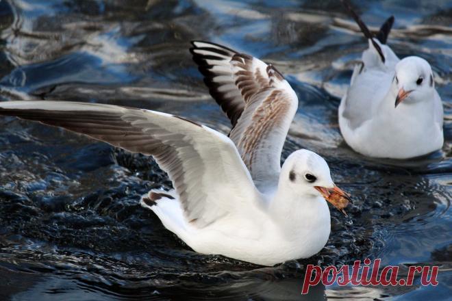 Речные чайки.Люди с берега прикармливают их хлебом.