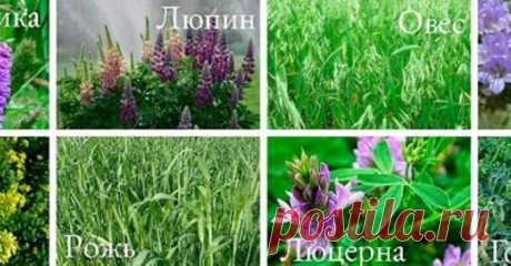 (11) Дача, сад и огород цветы-растенияводство.цветы, идеи, советы, дачники