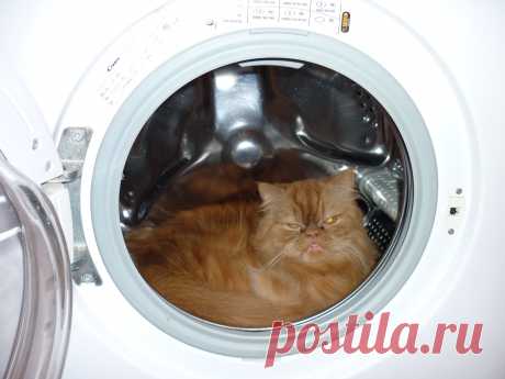 Наш Персик.Я сегодня самый чистый!