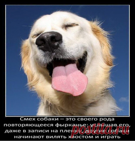 о собаках