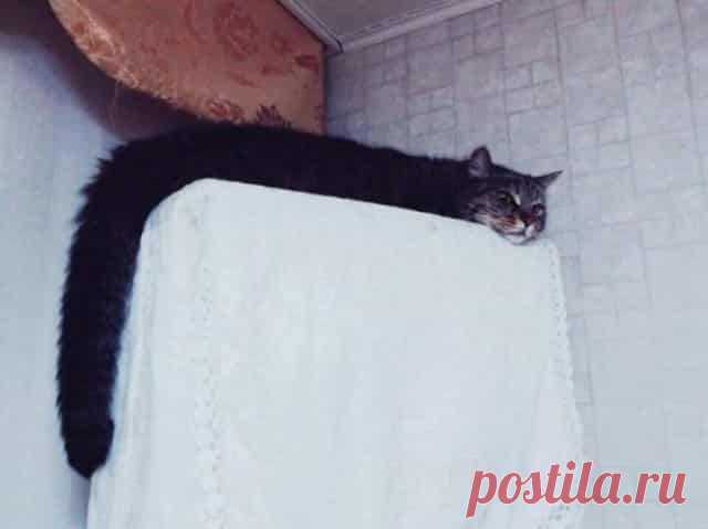 Уморительные коты, которые знают как нарушать правила