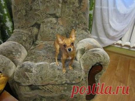 Как маленькая собачка едва не разорвала лошадь на кусочки